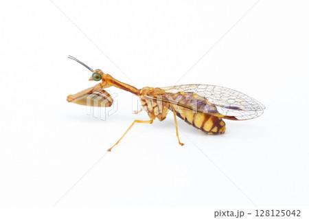 カマキリモドキ　（ヒメカマキリモドキ） 128125042