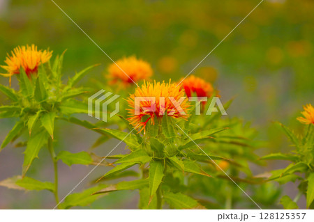 紅花 紅花 128125357