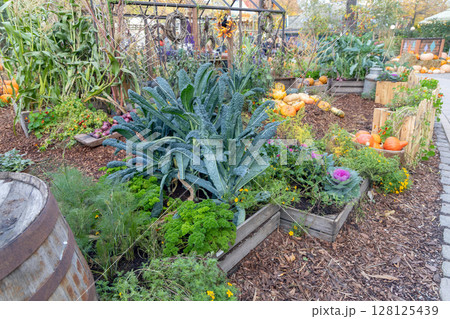 A vegetable garden with a bed of various cabbages and pumpkins A vegetable garden with a bed of various cabbages and pumpkins 128125439