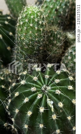 Macro shot of round cactus with white spines, showcasing texture and symmetry, ideal for nature, desert, and botany themes. 128125511