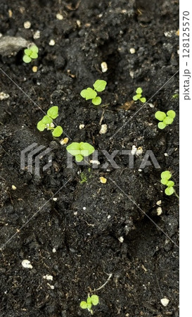Tiny green seedlings emerging from moist soil, representing early growth, ideal for gardening, farming, and sustainability themes. Tiny green seedlings emerging from moist soil, representing early growth, ideal for gardening, farming, and sustainability themes. 128125570