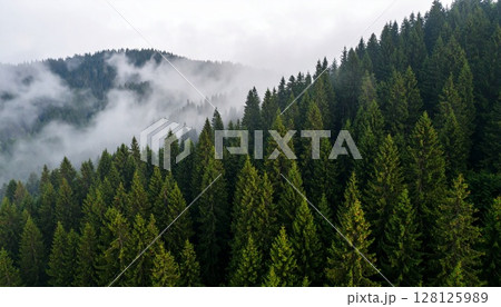 霧に包まれた森 128125989