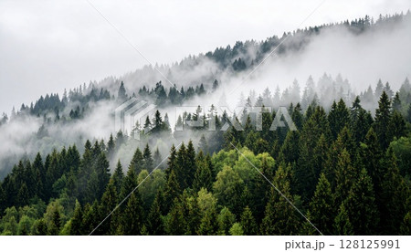 霧に包まれた森 霧に包まれた森 128125991
