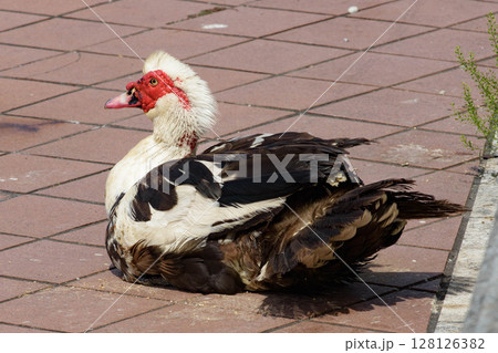 陸に上がっている鳥,バリケン,ノバリケン, 陸に上がっている鳥,バリケン,ノバリケン, 128126382