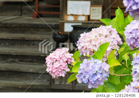 あじさい満開の東光院　風鈴祭り 128126406