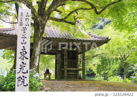 あじさい満開の東光院 風鈴祭り あじさい満開の東光院 風鈴祭り 128126422