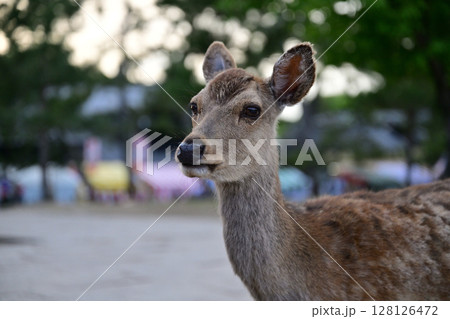 夕暮れの奈良公園に居る鹿の顔 夕暮れの奈良公園に居る鹿の顔 128126472