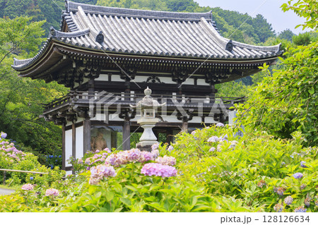丹州華観音寺 満開の紫陽花 丹州華観音寺 満開の紫陽花 128126634
