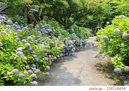 丹州華観音寺　満開の紫陽花 128126636