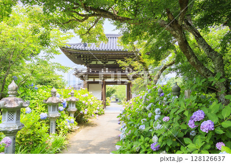丹州華観音寺　満開の紫陽花 128126637