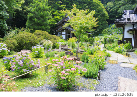 丹州華観音寺　満開の紫陽花 128126639