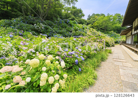 丹州華観音寺　満開の紫陽花 128126643