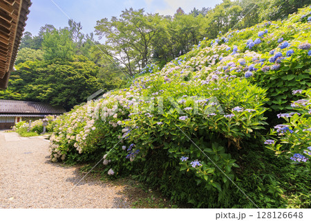 丹州華観音寺　満開の紫陽花 128126648