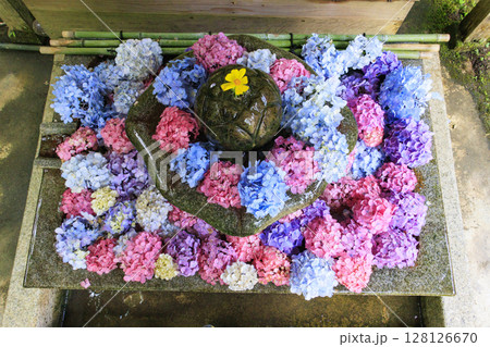 丹州華観音寺　満開の紫陽花 128126670