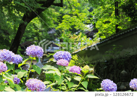 丹州華観音寺　満開の紫陽花 128126672
