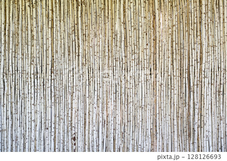 Wall made from decorative wood birch branches arranged vertically. Natural organic background texture. 128126693