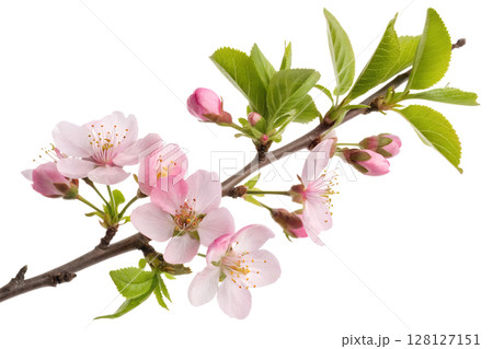 Close-up of cherry blossom branch with delicate pink flowers, isolated on transparent background, spring season, floral beauty, asian nature motif 128127151
