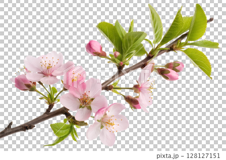 Close-up of cherry blossom branch with delicate pink flowers, isolated on transparent background, spring season, floral beauty, asian nature motif 128127151