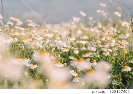 Daisies field summer: Wild white daisies bloom on meadow in sunny weather for natural beauty. 128127405
