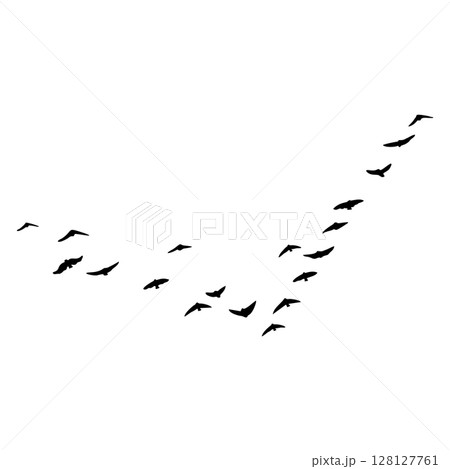 black and white flock of seagulls black and white flock of seagulls 128127761