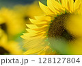 満開のひまわり 128127804