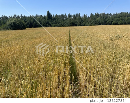 Young green wheat field in spring Young green wheat field in spring 128127854