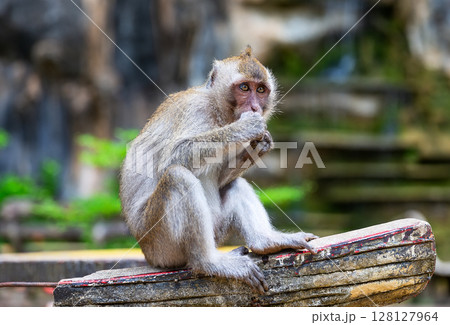 Monkey at Tiger Cave Temple in Krabi, Thailand. Monkey at Tiger Cave Temple in Krabi, Thailand. 128127964