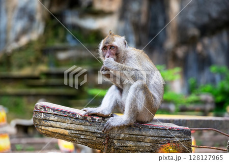 Monkey at Tiger Cave Temple in Krabi, Thailand. 128127965
