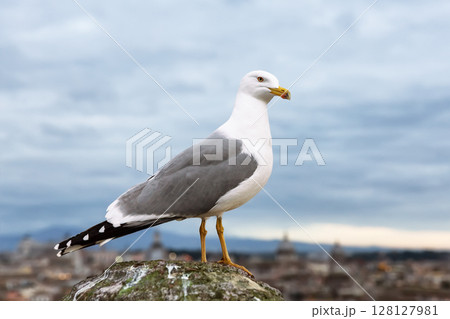 Seagull stands on top of a castle against the backdrop of sunset sky in Rome, Italy. 128127981