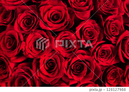 Beautiful background of dark red roses. Red roses close up. 128127988