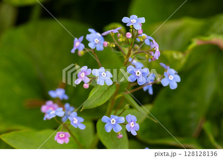 Siberian bugloss flowers Brunnera macrophylla. Small blue and purple flowers, macro. Summer flower background Siberian bugloss flowers Brunnera macrophylla. Small blue and purple flowers, macro. Summer flower background 128128136