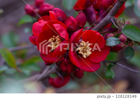 Plant of flowering wild Japanese quince (Chaenomeles japonica) on a sunny day. Lot of beautiful red flowers of Japanese quince as natural background Plant of flowering wild Japanese quince (Chaenomeles japonica) on a sunny day. Lot of beautiful red flowers of Japanese quince as natural background 128128149