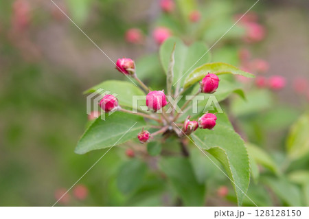 Apple tree bud in bloom. Rosebuds on an apple tree branch in the garden, eternal, May Apple tree bud in bloom. Rosebuds on an apple tree branch in the garden, eternal, May 128128150
