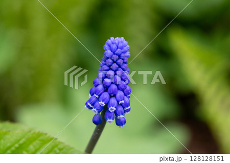 Armenian Viper Bow. Armenian mouse hyacinth. Muscari is Armenian. Muscari armeniacum 128128151