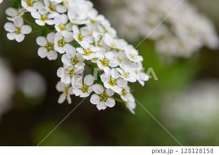 Bird cherry branch with white flowers - Latin name - Prunus padus 128128158