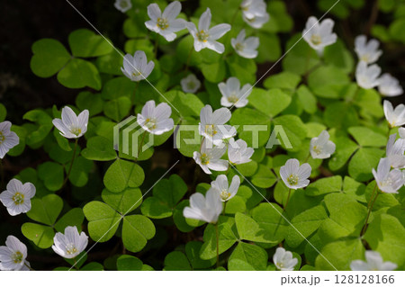close up of a white flower (OXALIS ACETOSELLA). Small white flowers in the forest in spring. 128128166