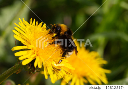 Bumblebee on a yellow dandelion. The insect pollinates the flower. Bumblebee collects nectar in summer. Dandelion in nature 128128174