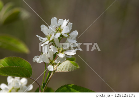 White flowers blooming bird cherry. Bird Cherry Tree in Blossom. Close-up of a Flowering Prunus padus Tree with White Little Blossoms. White flowers blooming bird cherry. Bird Cherry Tree in Blossom. Close-up of a Flowering Prunus padus Tree with White Little Blossoms. 128128175