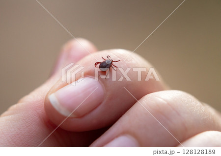 a tick crawls mite on a person's arm, close-up, macro 128128189