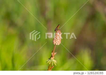 Close-up photo of a fertile shoot (sporangium) of common horsetail (Equisetum arvense). A horsetail flower in a meadow Close-up photo of a fertile shoot (sporangium) of common horsetail (Equisetum arvense). A horsetail flower in a meadow 128128193