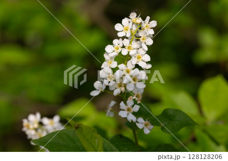 Bird cherry branch with white flowers - Latin name - Prunus padus Bird cherry branch with white flowers - Latin name - Prunus padus 128128206