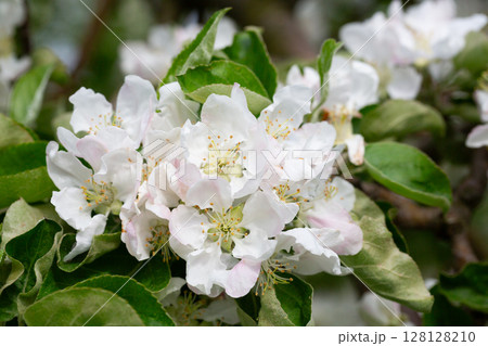 Flowering tree. Apple tree branch with flowers on a blurred background 128128210