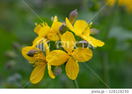 Celandine (Chelidonium majus) with leaves and yellow flowers, growing in the wild 128128230