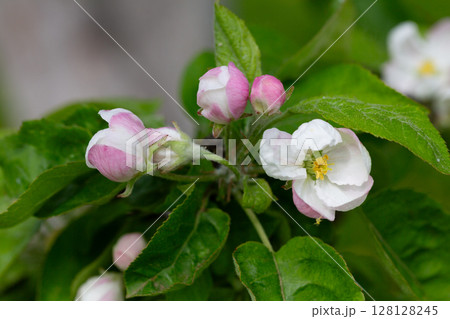 Flowering tree. Apple tree branch with flowers on a blurred background 128128245