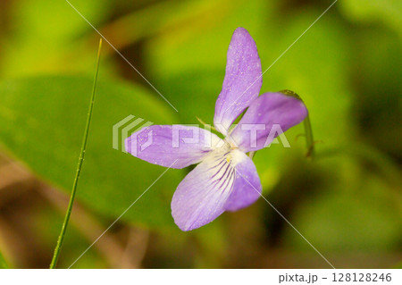 A close-up shot of a light blue dog-violet (Viola Canina) A close-up shot of a light blue dog-violet (Viola Canina) 128128246