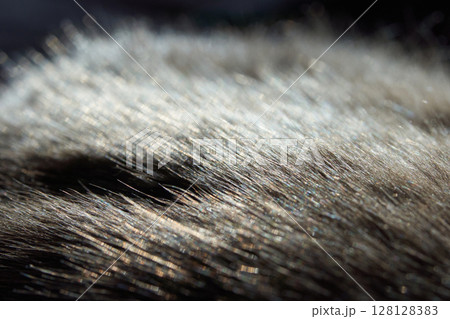 Close-up of textured furry grey animal fur with soft light and shadows Close-up of textured furry grey animal fur with soft light and shadows 128128383