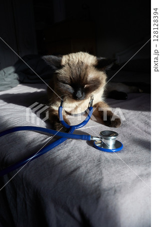 Siamese cat relaxing with stethoscope on bed in sunlight Siamese cat relaxing with stethoscope on bed in sunlight 128128394