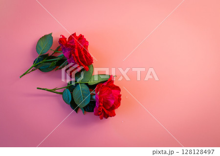 Red roses isolated on a pastel background Red roses isolated on a pastel background 128128497