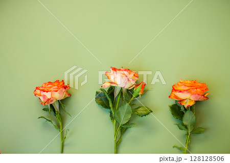 Delicate rose close-up on green surface 128128506