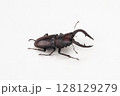 ノコギリクワガタ オス 子供達のヒーロー ノコギリクワガタ オス 子供達のヒーロー 128129279